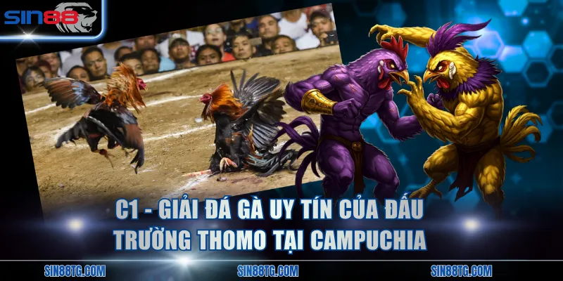 C1 - Giải đá gà uy tín của đấu trường Thomo tại Campuchia