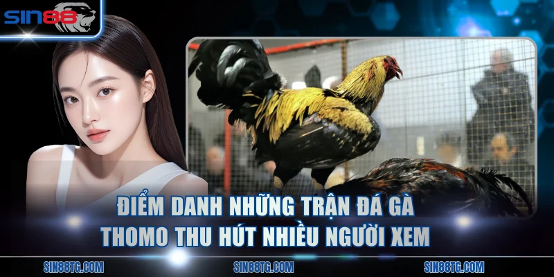 Điểm danh những trận đá gà Thomo thu hút nhiều người xem