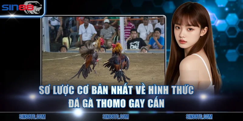 Sơ lược cơ bản nhất về hình thức đá gà Thomo gay cấn