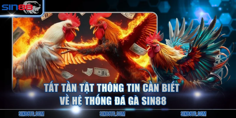 Tất tần tật thông tin cần biết về hệ thống đá gà SIN88