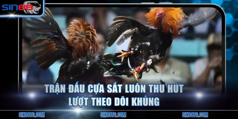 Trận đấu cựa sắt luôn thu hút lượt theo dõi khủng